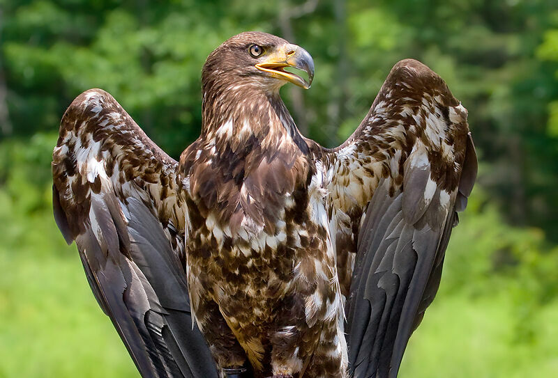Bald Eaglejuvenile, identification, Flight, Behaviour