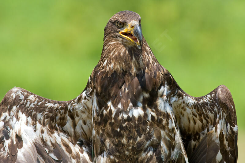 Bald Eaglejuvenile, identification, Behaviour