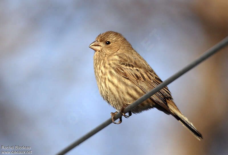 House Finch female adult, identification