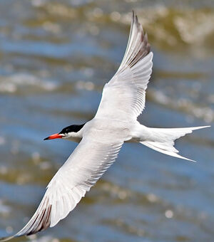 Common Tern 
&copy; Rachel Bilodeau