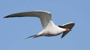 Common Tern 
&copy; Rachel Bilodeau