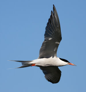 Common Tern 
&copy; Rachel Bilodeau