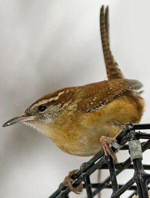 Carolina Wren