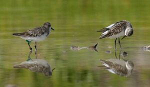 Semipalmated Sandpiper 
&copy; Rafy Rodriguez