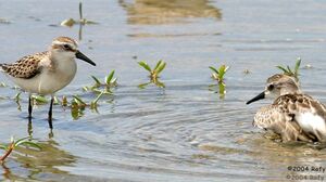 Semipalmated Sandpiper 
&copy; Rafy Rodriguez