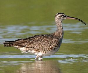 Whimbrel 
&copy; Rafy Rodriguez
