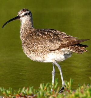 Whimbrel 
&copy; Rafy Rodriguez