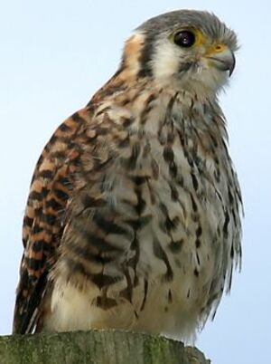 American Kestrel