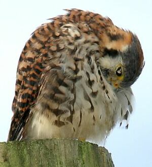 American Kestrel