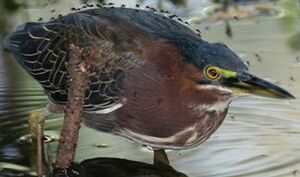 Green Heron 
&copy; Rafy Rodriguez