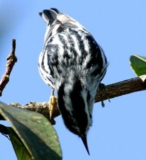 Black-and-white Warbler