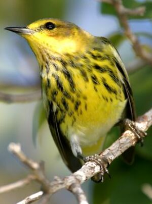 Cape May Warbler