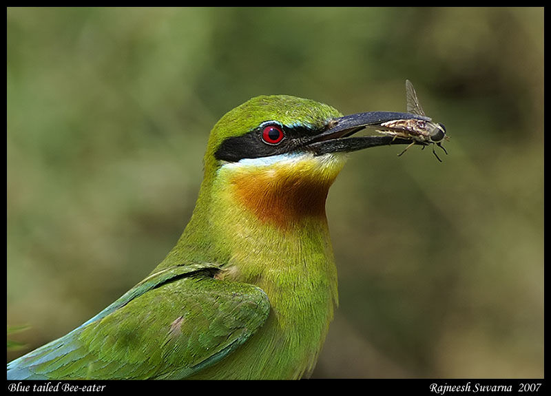 Blue-tailed Bee-eater male adult breeding