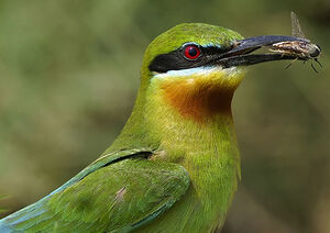 Blue-tailed Bee-eater