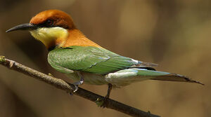 Chestnut-headed Bee-eater