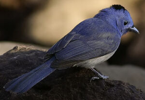 Black-naped Monarch