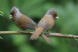 Rusty-fronted Barwing