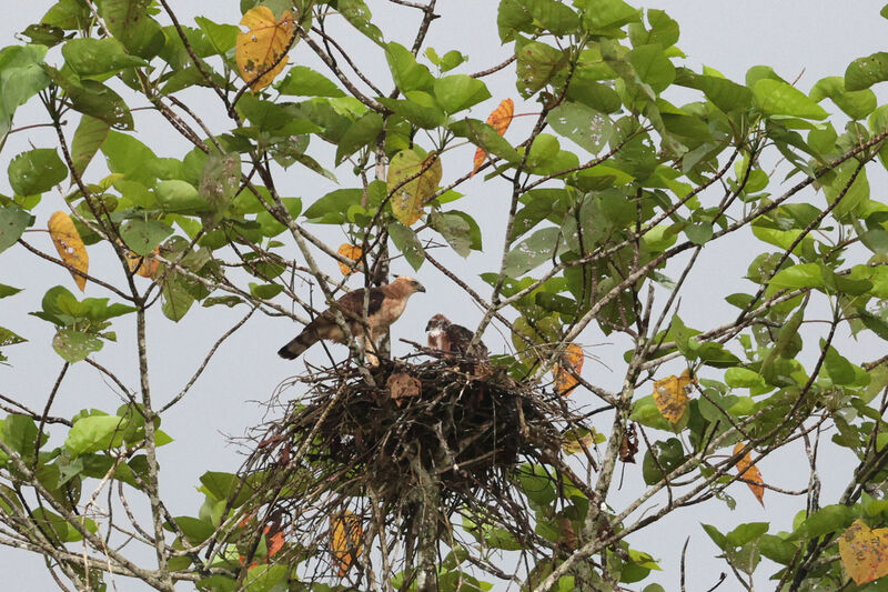 Wallace's Hawk-Eagle, Reproduction-nesting