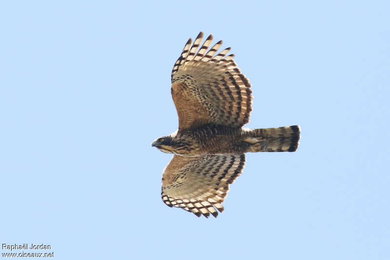 Mountain Hawk-Eagleadult breeding, pigmentation, Flight