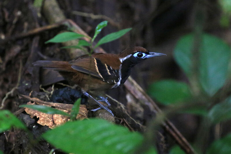 Ferruginous-backed Antbird male adult