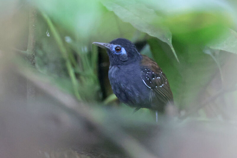 Chestnut-backed Antbird male adult