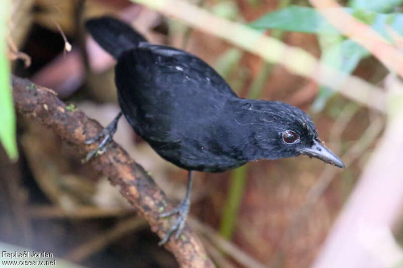 Stub-tailed Antbird male adult, identification