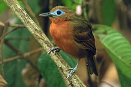 Bare-crowned Antbird