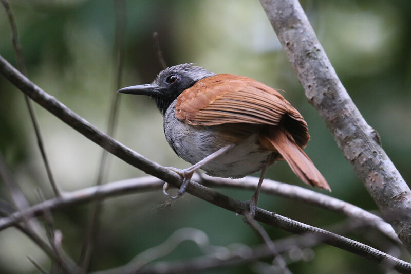 White-bellied Antbird male adult