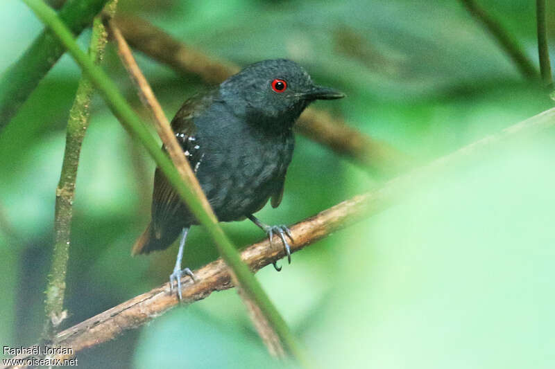 Magdalena Antbird male adult, close-up portrait
