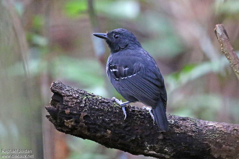 Allpahuayo Antbird male adult, identification