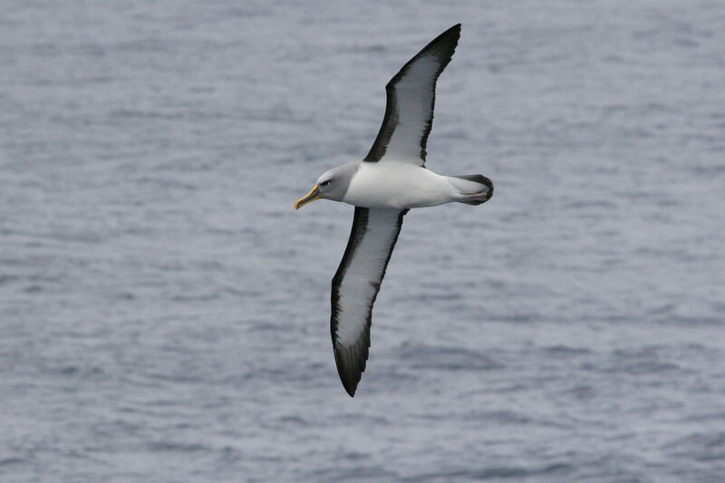 Albatros de Bulleradulte, Vol