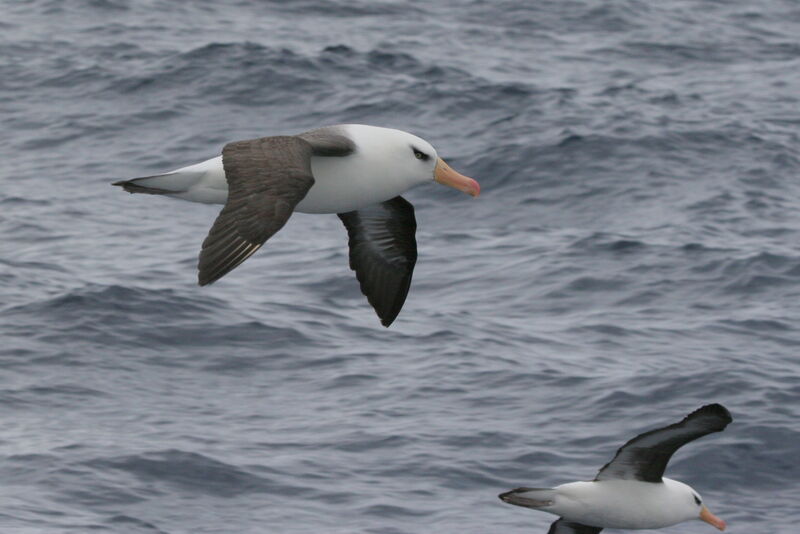 Albatros de l'île Campbelladulte