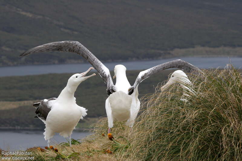 Albatros royaladulte, Comportement