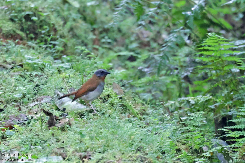 Red-throated Aletheadult
