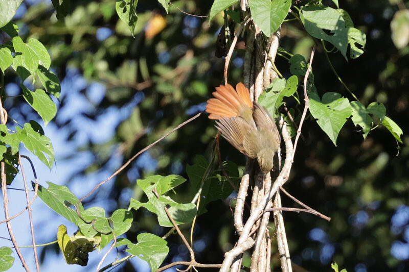Rufous-tailed Foliage-gleaner