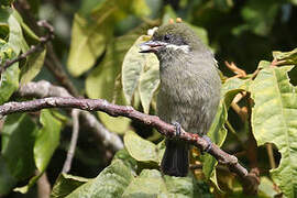 Moustached Tinkerbird