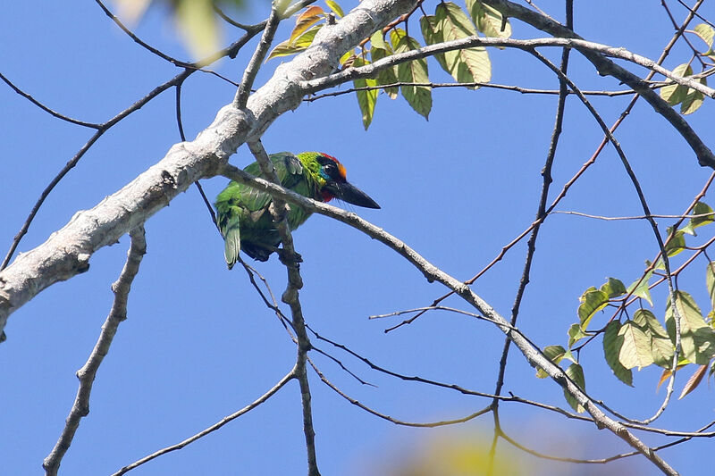 Red-throated Barbetadult