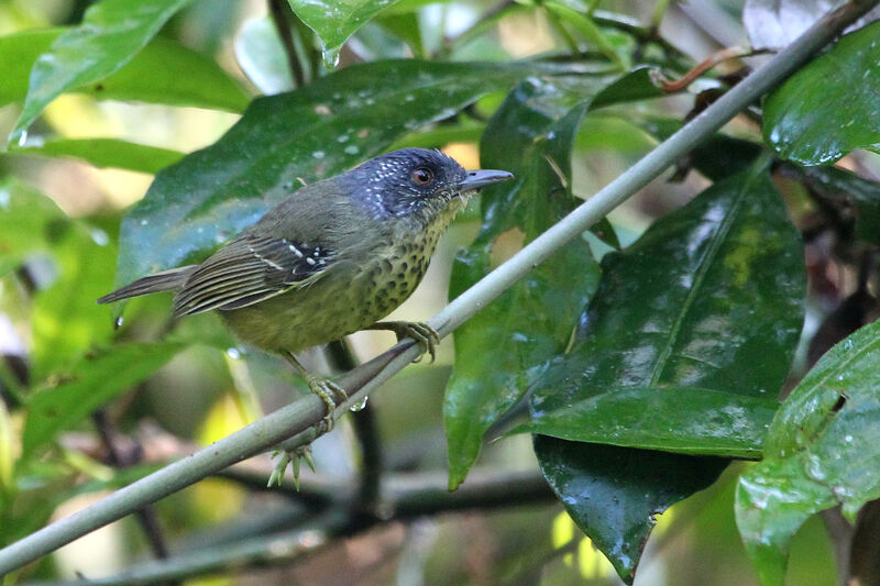 Spot-breasted Antvireo male adult