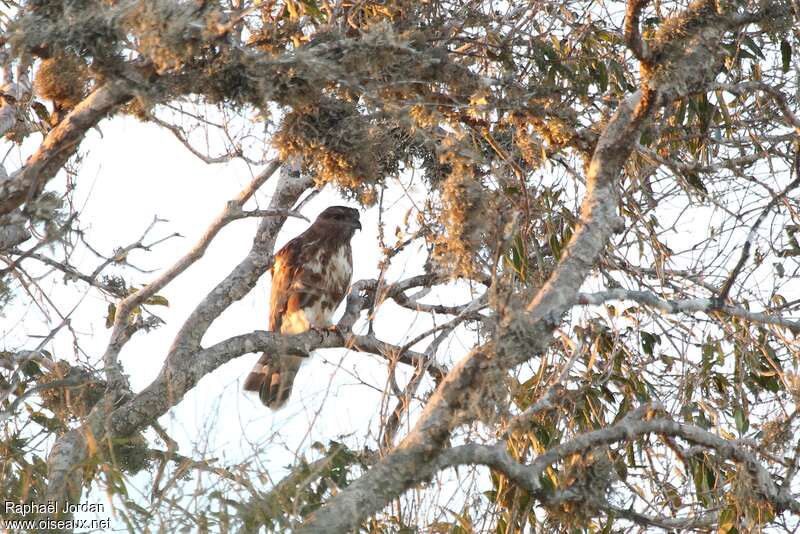 Madagascar Cuckoo-Hawk, habitat, Behaviour