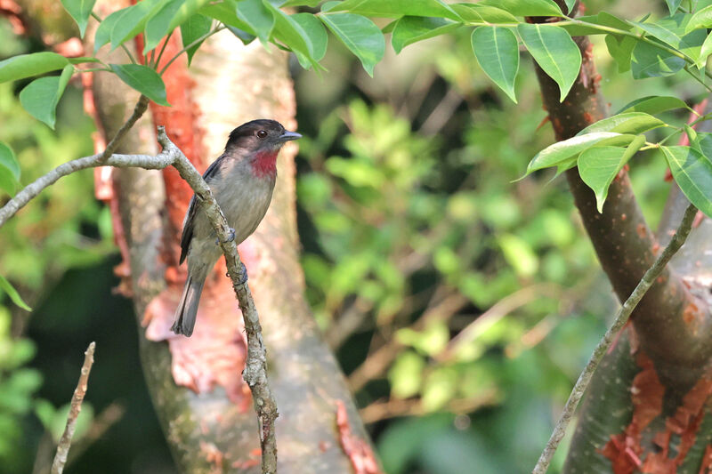 Rose-throated Becard male adult