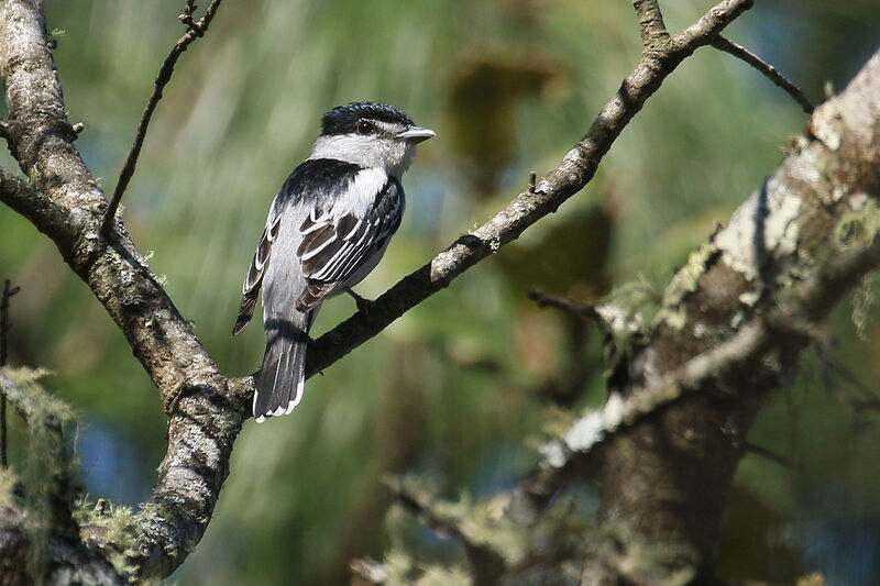 Grey-collared Becard male adult