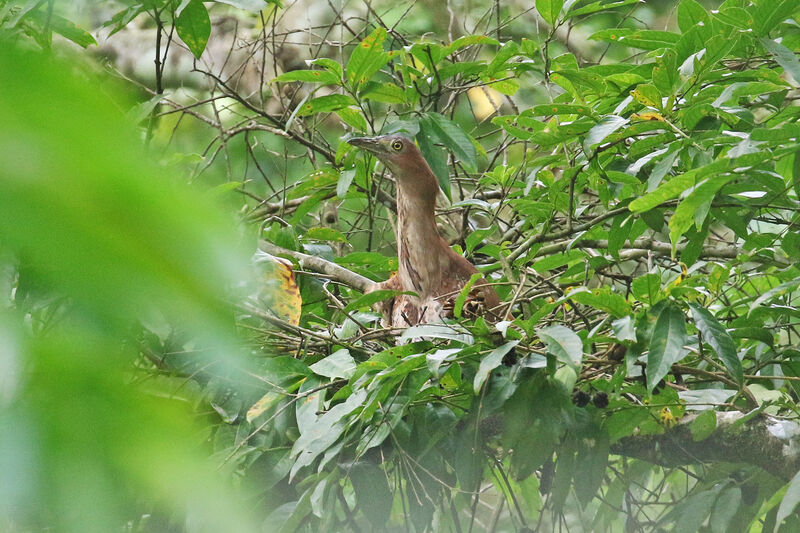 Malayan Night Heronadult, Reproduction-nesting