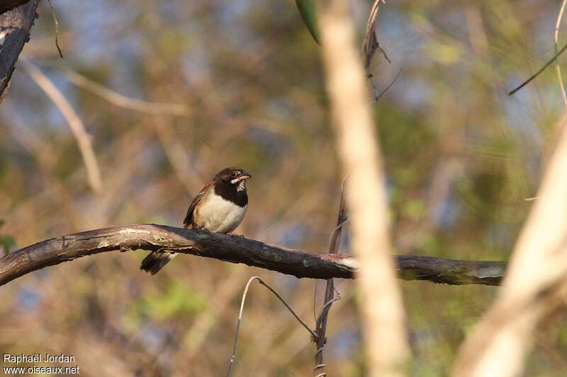 Black-chested Sparrowadult, identification