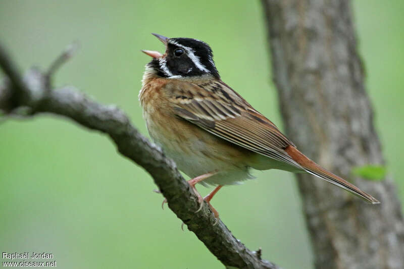 Tristram's Bunting male adult breeding, song
