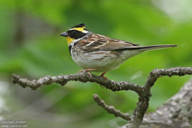 Yellow-throated Bunting male adult breeding, identification