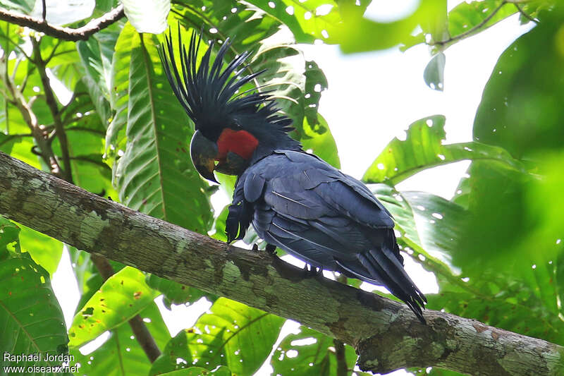Palm Cockatoo male adult, identification