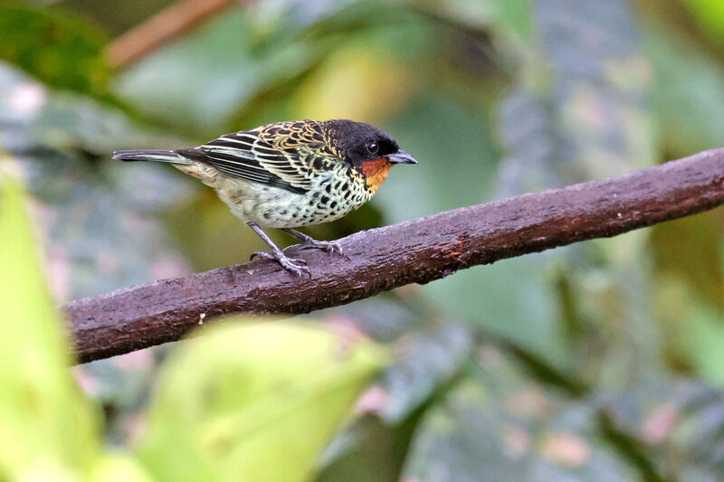 Rufous-throated Tanageradult