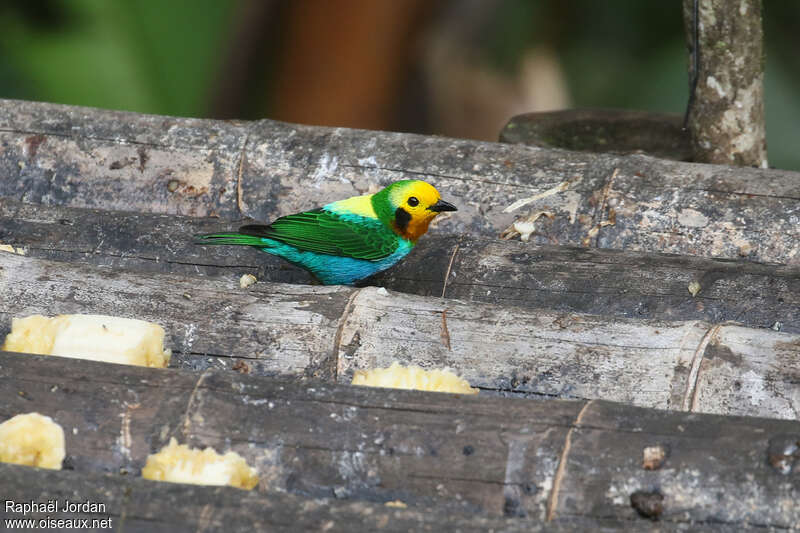 Multicolored Tanager male adult, identification