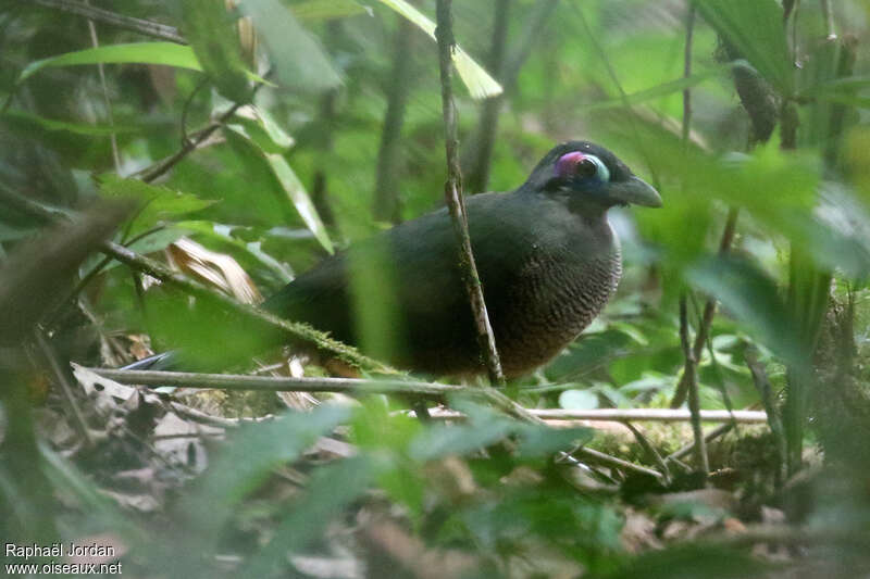 Sumatran Ground Cuckooadult