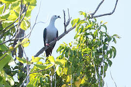 Spice Imperial Pigeon